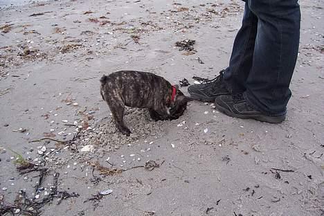 Fransk bulldog Emma - der er noget der nede måske en skat!!! jaaa jeg kan købe alle de kødben jeg vil billede 10
