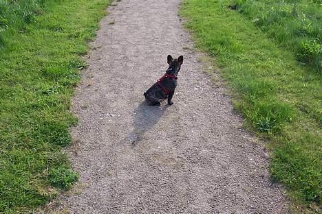 Fransk bulldog Emma - emma blev sur og satte sig derfor for sig selv billede 11