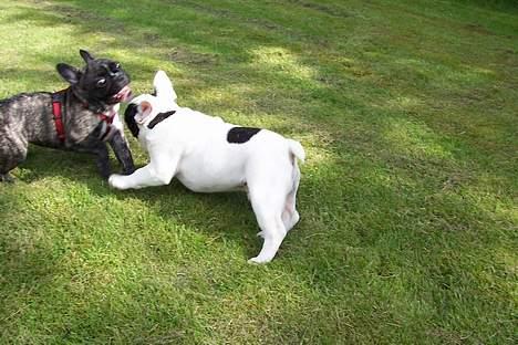 Fransk bulldog Emma - emma i kamp med sin bror billede 12