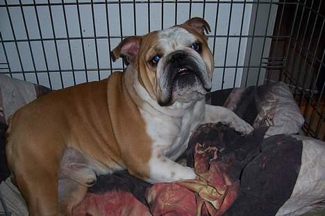 Engelsk bulldog viggo R.I.P. - hey mit navn er viggo :-) billede 1