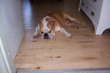 Engelsk bulldog viggo R.I.P. - sådan flader man den max af drenge billede 2