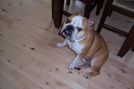 Engelsk bulldog viggo R.I.P. - hey hvad´laver du billede 3