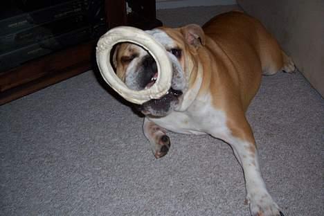 Engelsk bulldog viggo R.I.P. - fint rundt ben billede 4