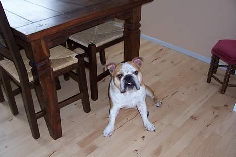 Engelsk bulldog viggo R.I.P. - hmmm billede 5