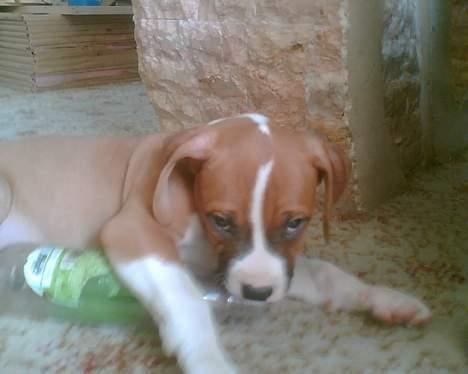 Amerikansk staffordshire terrier chico - lad mig dog være billede 4