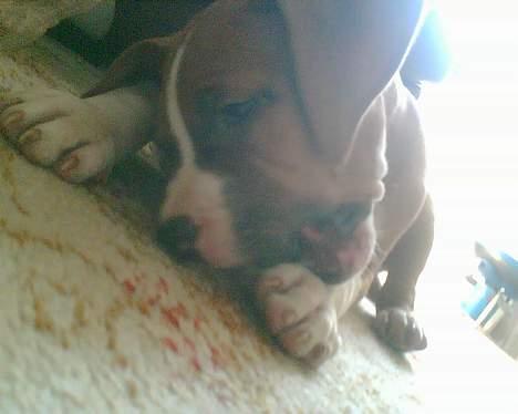 Amerikansk staffordshire terrier chico billede 5