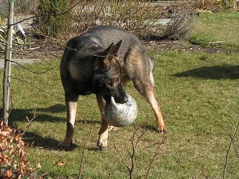 Schæferhund Rocco *Politihunden* billede 2