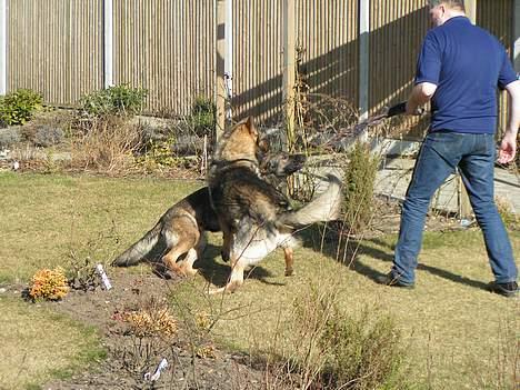 Schæferhund Rocco *Politihunden* billede 3