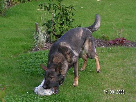 Schæferhund Rocco *Politihunden* billede 4