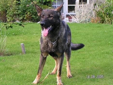 Schæferhund Rocco *Politihunden* billede 5