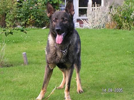 Schæferhund Rocco *Politihunden* billede 6