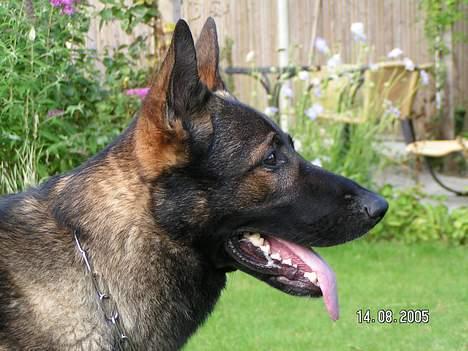 Schæferhund Rocco *Politihunden* billede 7