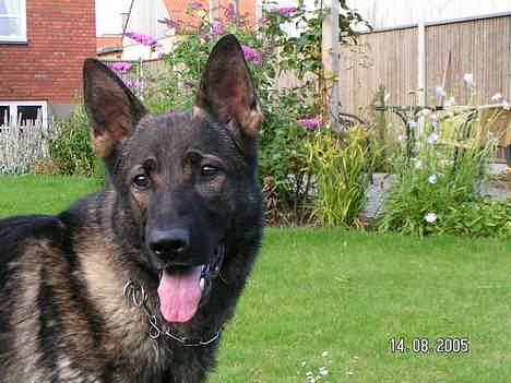 Schæferhund Rocco *Politihunden* billede 8