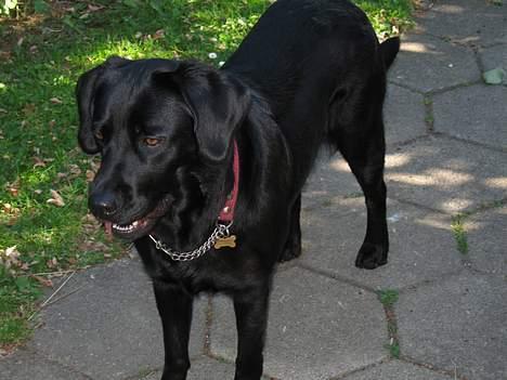 Labrador retriever Kiki billede 6