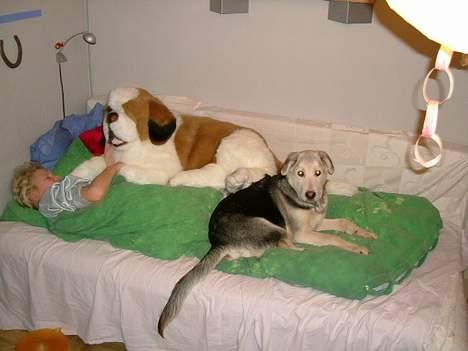 Blanding af racer Zacho..  - i vores gamle huse  billede 16