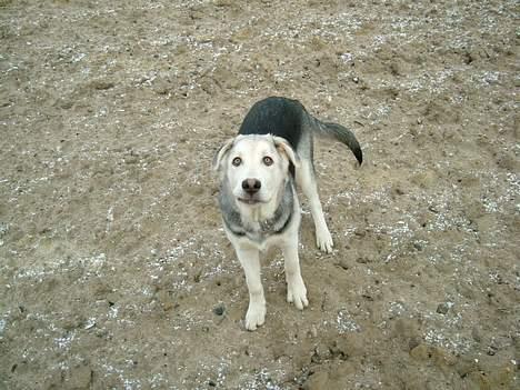 Blanding af racer Zacho..  billede 17