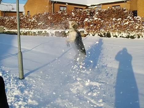 Blanding af racer Zacho..  - Lutte leger i sneen ... billede 18