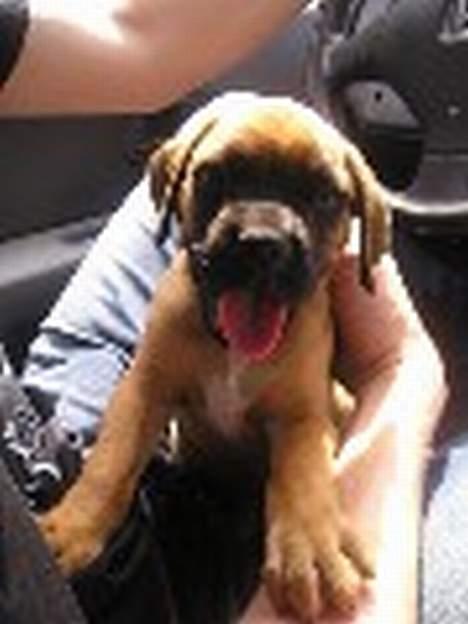 Boxer Zelda billede 1