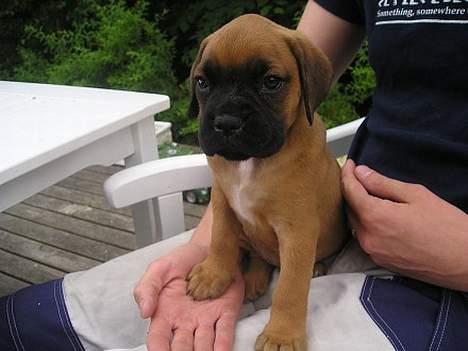 Boxer Zelda billede 2