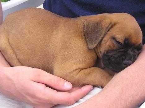 Boxer Zelda billede 3