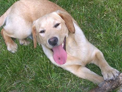 Labrador retriever sita billede 9