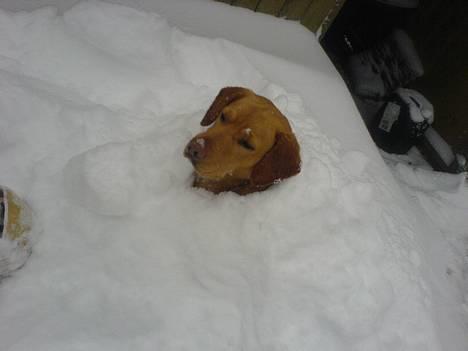 Labrador retriever sita billede 10