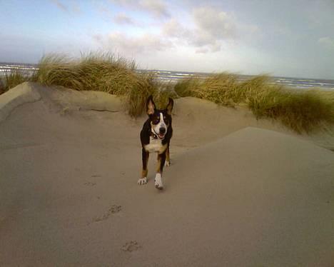 Grosser schweizer sennenhund Alfi Aflivet - Strandtur billede 1