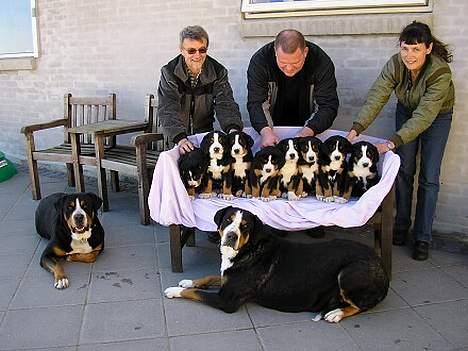 Grosser schweizer sennenhund Alfi Aflivet - Hele min Familie billede 2