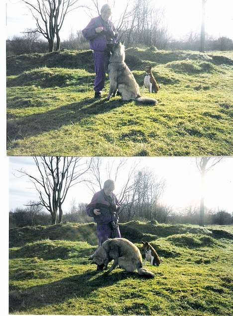 Belgisk hyrdehund Baloo - Baloo og sussi på tur (sussi er Død nu) billede 14