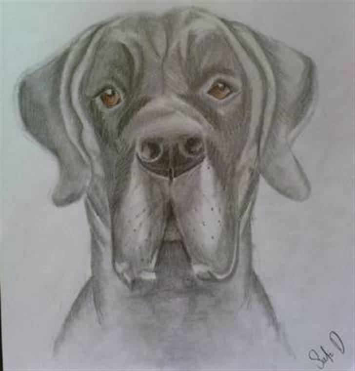 Grand danois Bufas - Hej! Velkommen til min profil billede 1