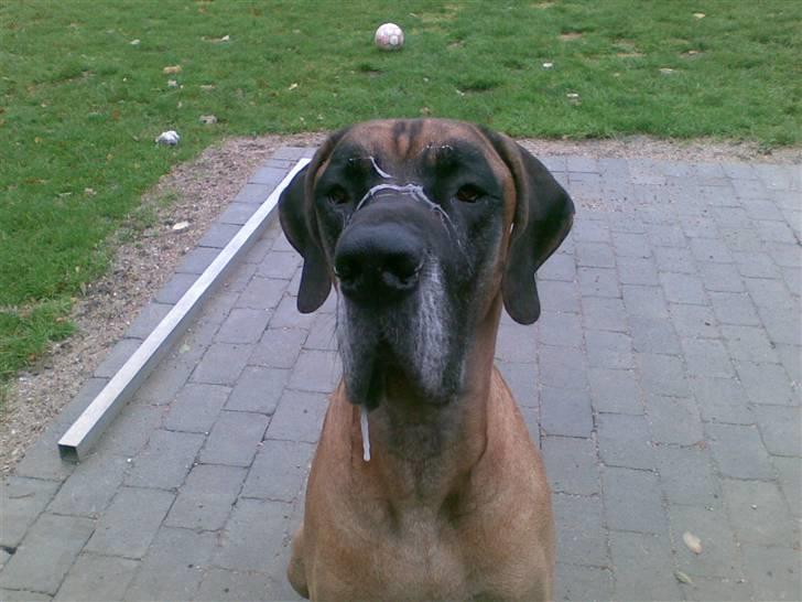 Grand danois Bufas - SAVLER??   Hvad snakker du om.... billede 2