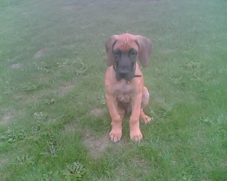 Grand danois Bufas - halløøøøøøj her er jeg en lille vaps... billede 3