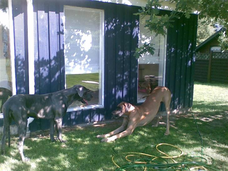 Grand danois Bufas - KOM NUUUUUU............. billede 4