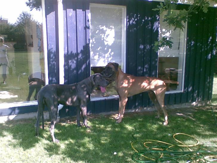 Grand danois Bufas - Hmmm.. Mon jeg kan få et put på Groggy´s søster billede 5