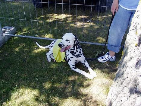 Dalmatiner Curias Taco n' Tequila  - slapper lige af inden jeg skal i ringen billede 13