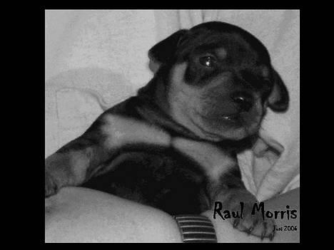 Dvaergpinscher  * (¯`'Raul Morris'´¯) * - Lille basse... billede 6