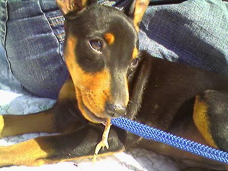 Dvaergpinscher  * (¯`'Raul Morris'´¯) * - Mig er der vids ingen hundedamer der kan stå for?! billede 7