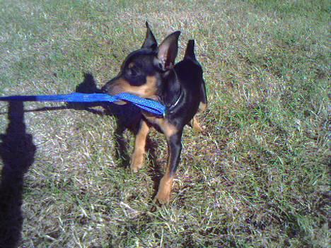 Dvaergpinscher  * (¯`'Raul Morris'´¯) * - Tovtræk i haven... billede 10