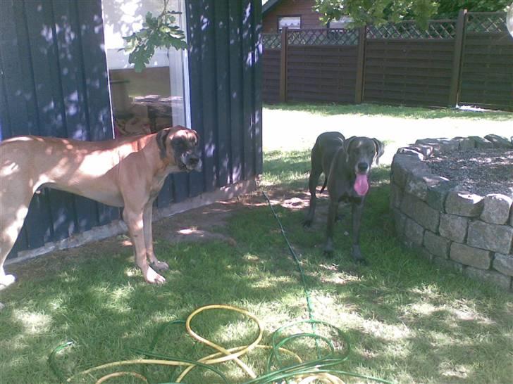 Grand danois Bufas - YADRK! Hun smager af sur citron.. billede 6