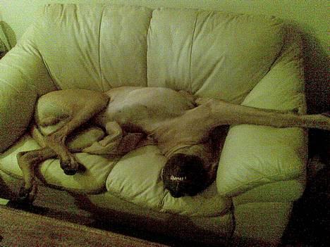 Grand danois Bufas - hhhmm hvem sagde slangehund he he billede 7