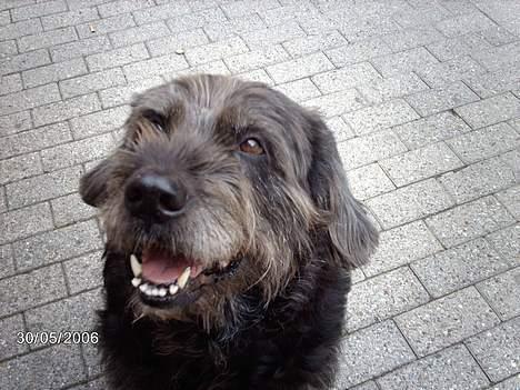 Blanding af racer Dina - Du ka da ikk sige nej til mig, vel? billede 2