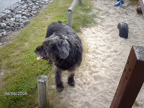 Blanding af racer Dina - Neej, vand - der må jeg ned... billede 3