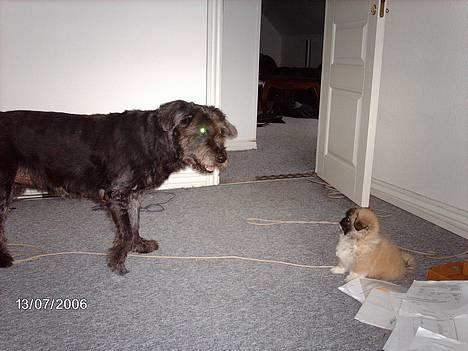 Blanding af racer Dina - Altså Bobby! Du er en Bølle-Bob! Du roder rundt - det blir Jonas ikk glad for - Skynd dig at rydde op inden han kommer hjem... billede 11