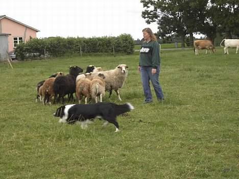 Border collie Kenzo billede 11