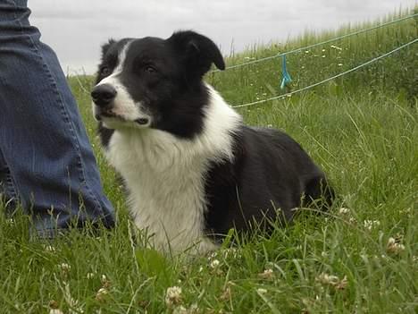 Border collie Dallas billede 11