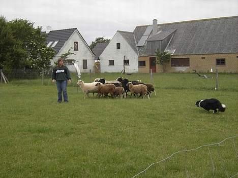 Border collie Dallas billede 12