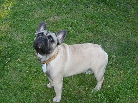 Fransk bulldog Bimmer - Her er jeg 6 mdr.. billede 9