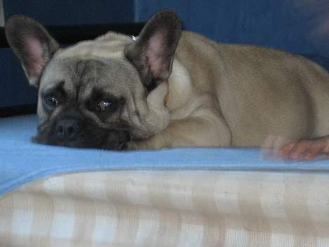 Fransk bulldog Bimmer - Er lidt træt.. billede 10