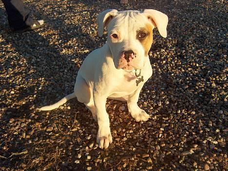 Amerikansk bulldog Lucky billede 1
