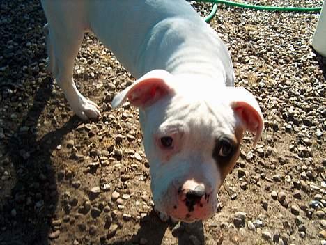 Amerikansk bulldog Lucky billede 2